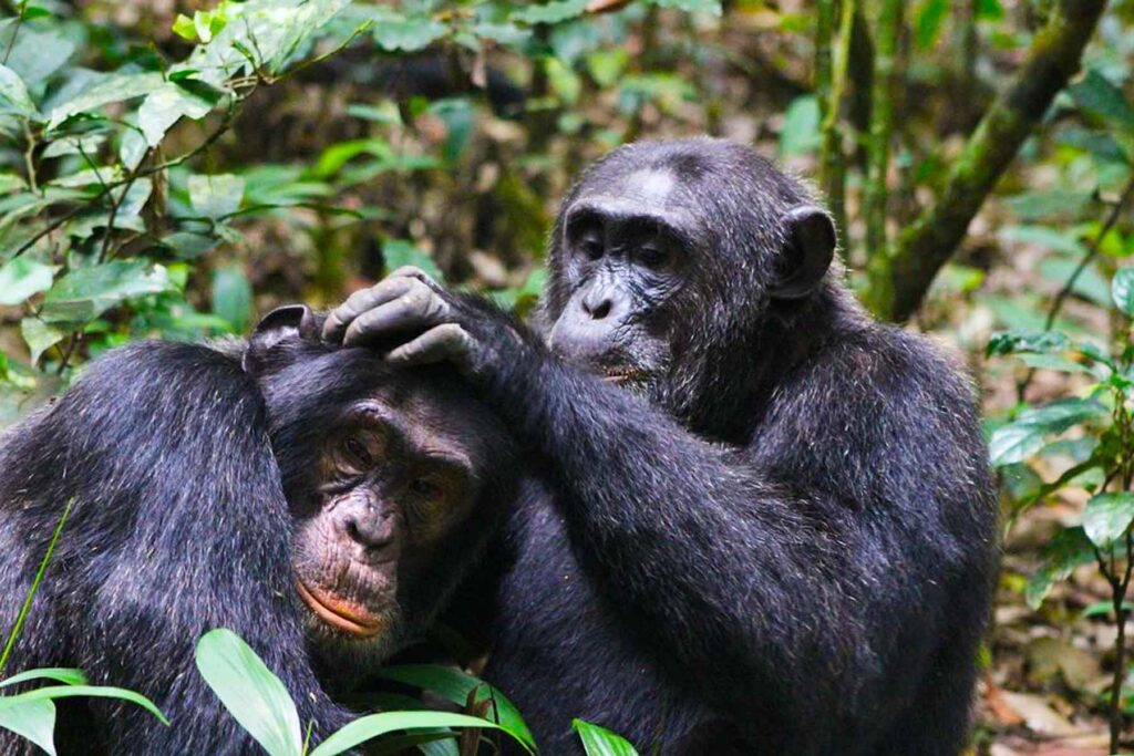 chimpanzee trcking in Kalinzu forest