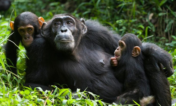 chimpanzee trekking in Nyungwe National Park