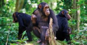 5 Days Rwanda Gorilla and Chimp Tour 