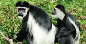 7 Days Rwanda Primates Safari