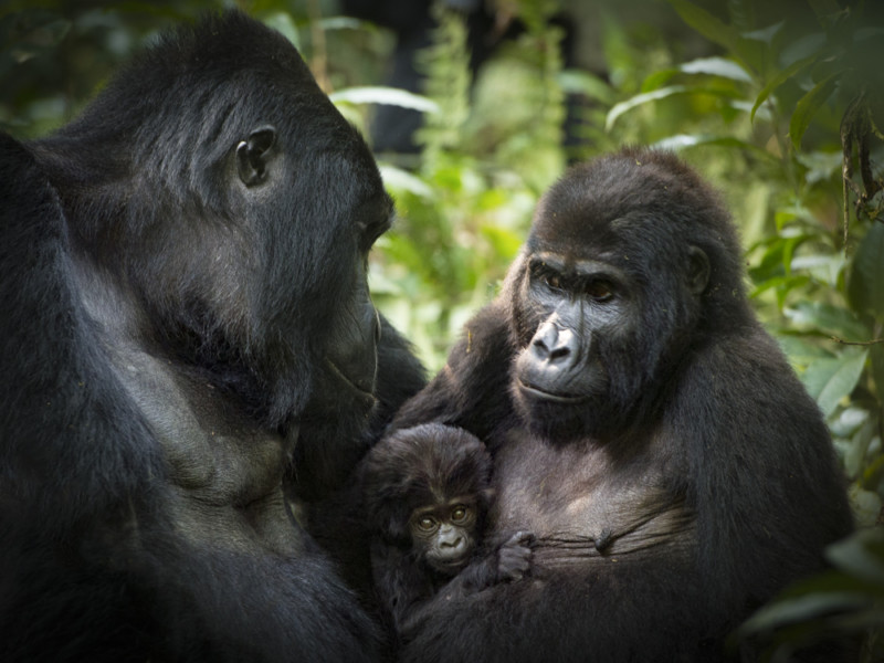 8 Days Congo Rwanda Gorilla Safari