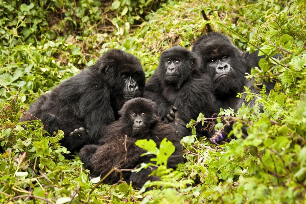 17 Days Gorilla Trekking Holiday & Mount Nyiragongo Hiking