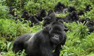 4 days Rwanda double gorilla trekking