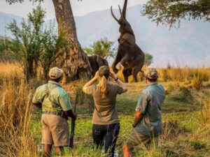 Best 10 Days Rwanda Safari