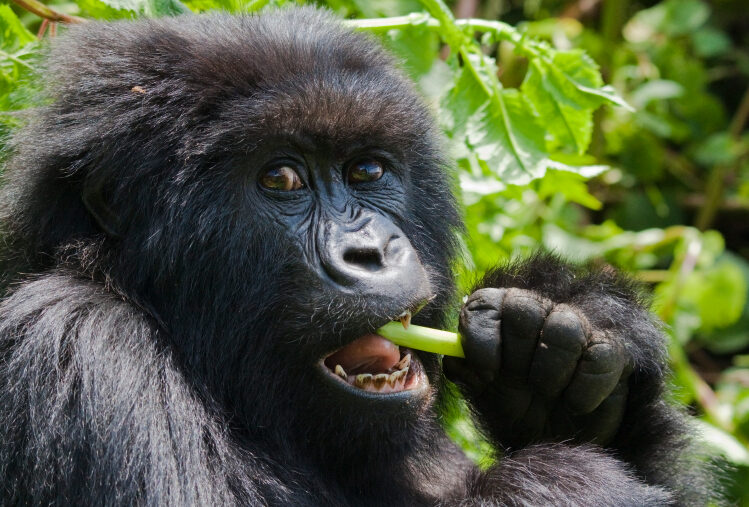 tips for a perfect gorilla trek 