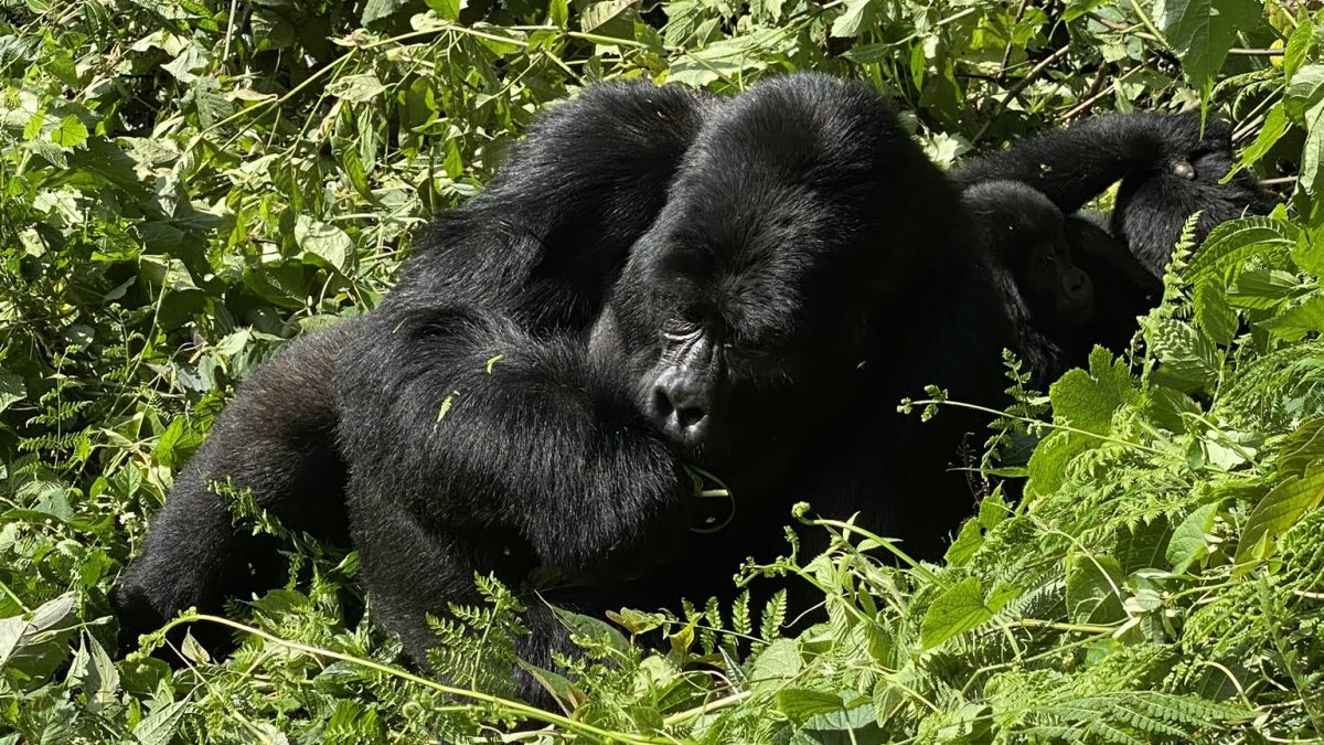 TREK Congo Gorillas