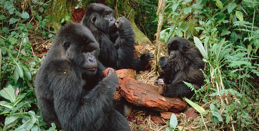 3 Days Gorilla Trek and Golden Monkeys