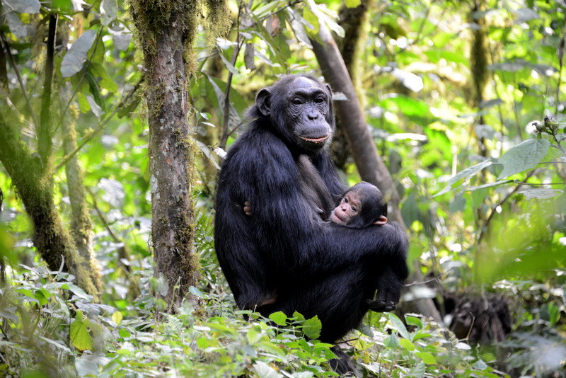 8 Days Rwanda primates Safari