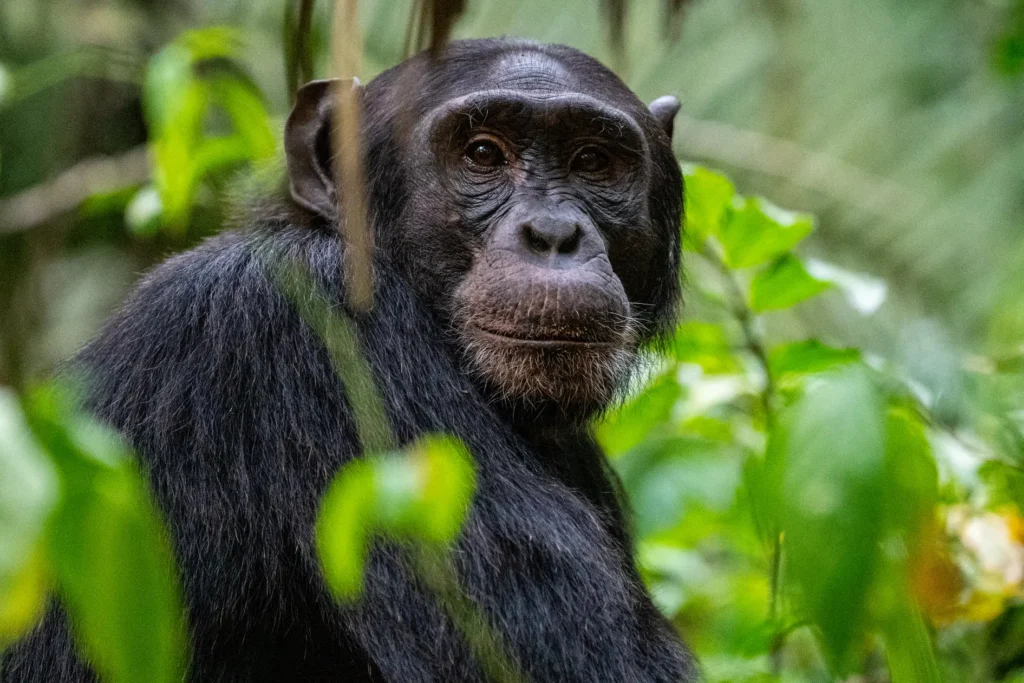 8 Days Rwanda Primates Safari