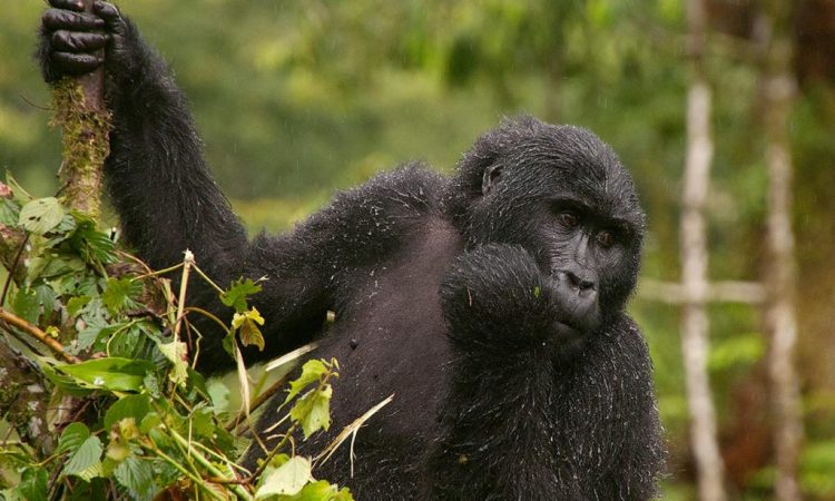 Brief Tour Itinerary for the 8 Days Rwanda primates Safari