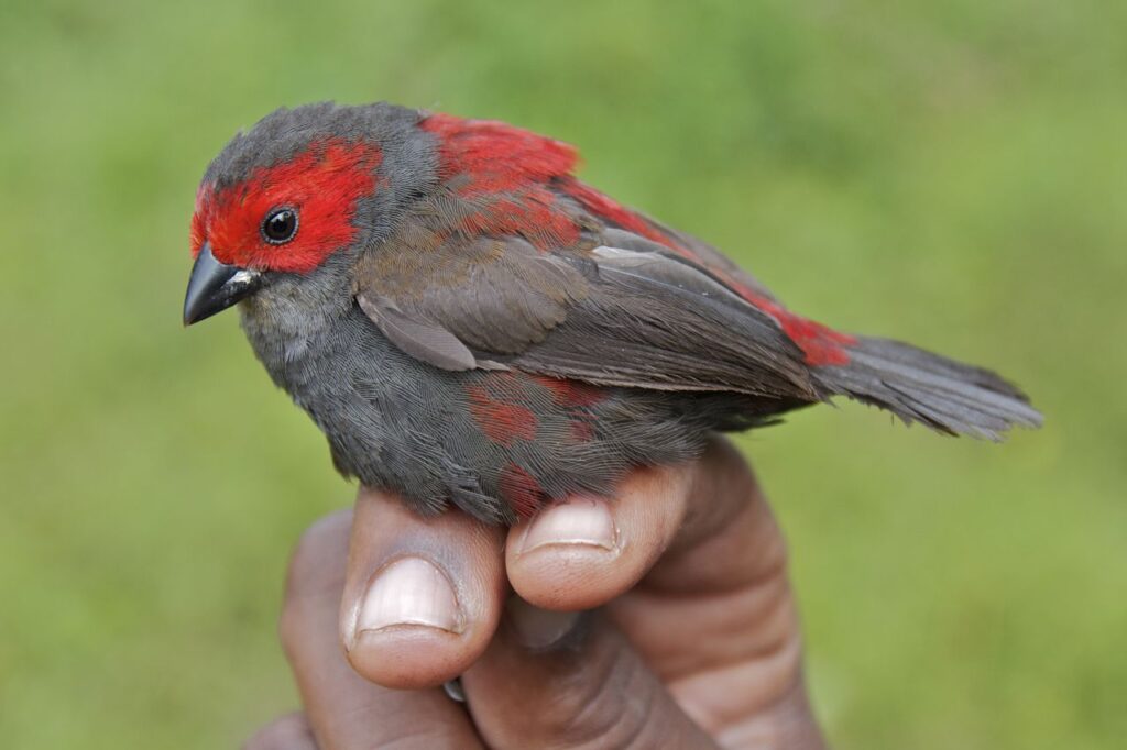 Birding in Bwindi Forest