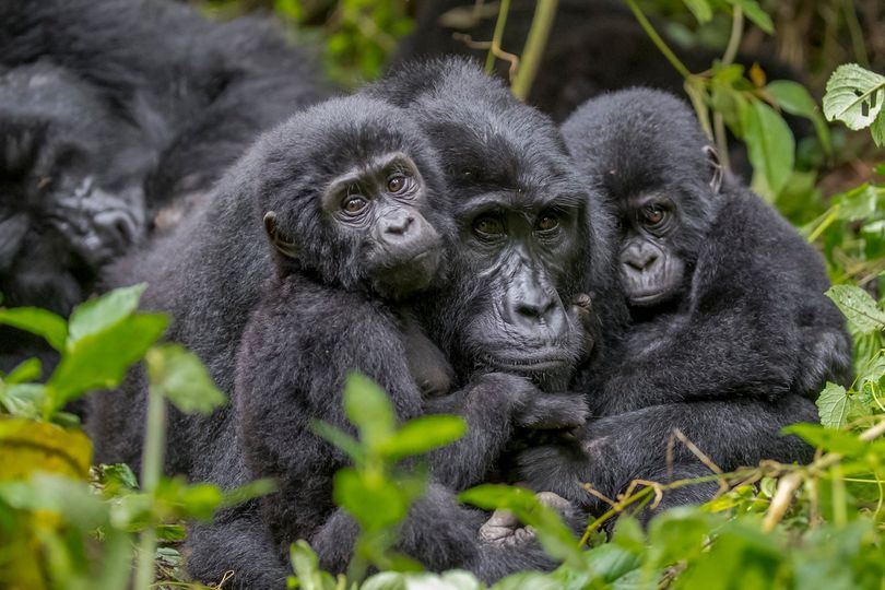 Bwindi Impenetrable National Park Activities