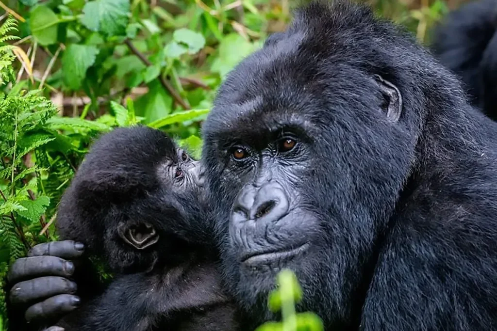 Gorilla Trekking Experience