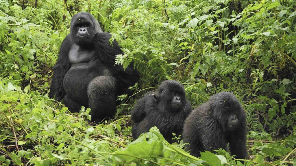 Gorilla Trekking Experience in Uganda