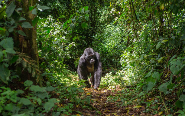 Tips for a perfect gorilla trek