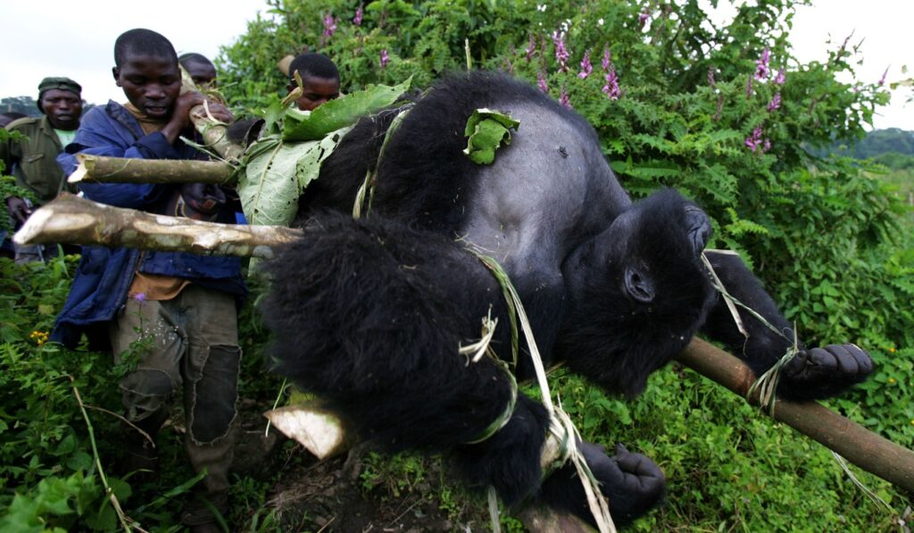 why are mountain gorillas endangered