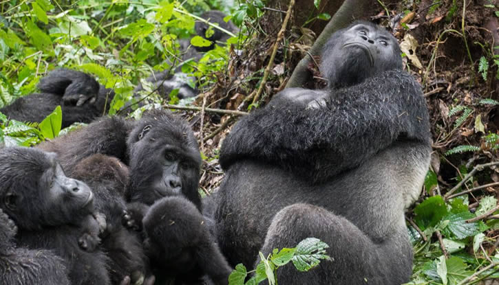 Mgahinga Gorilla National Park