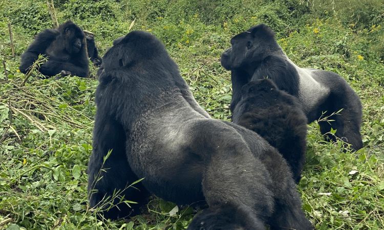 4 Days Rwanda Gorillas and Mount Bisoke Hike