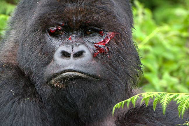 Mountain Gorilla Threats