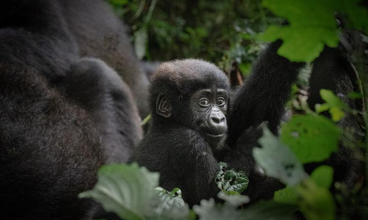 Thrilling 7 Bwindi Impenetrable National Park Activities