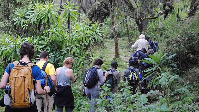 Volcanoes National Park Rwanda Hikes