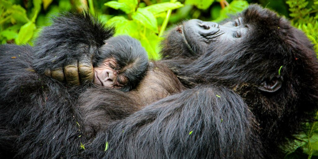 what happens after a successful gorilla mating