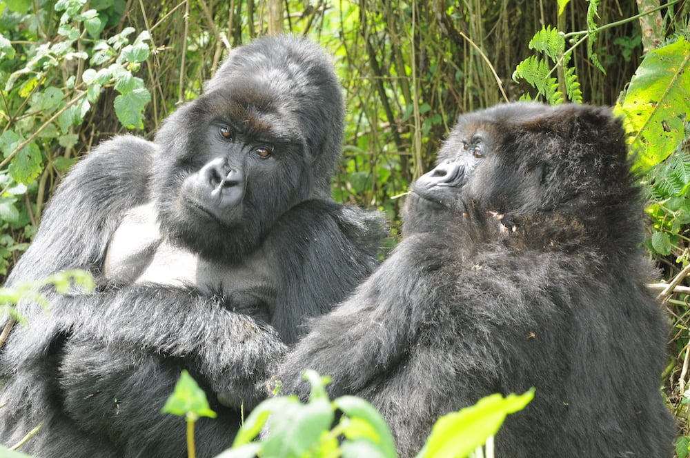 Gorilla Mating