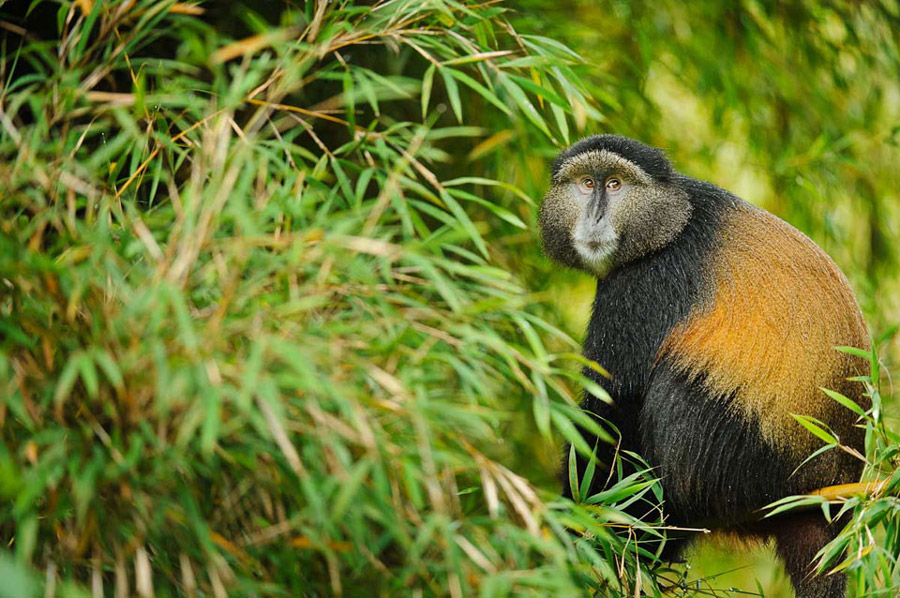 Golden Monkeys Africa; Thrilling Golden Monkey Trekking 2024