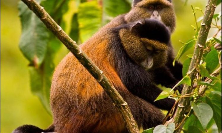 Golden Monkey Trekking Uganda & RWANDA