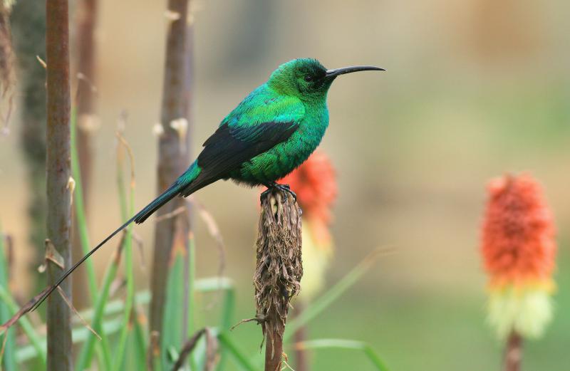 Birding in Mgahinga Gorilla National park