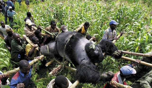 conservation efforts of mountain gorillas