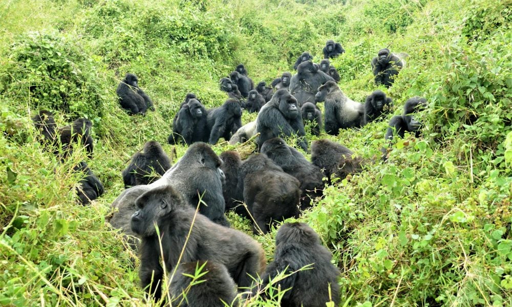 Mountain Gorilla Population