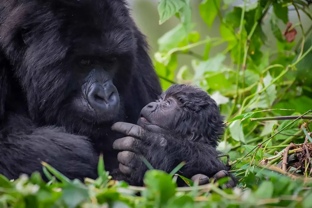 Gorilla Conservation Efforts in Rwanda