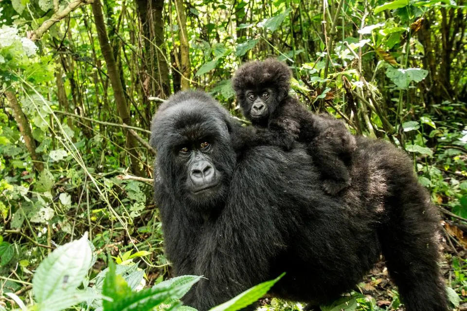 Why are children below 15 years of age denied a gorilla trekking permit in Uganda