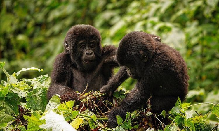 Bwindi Impenetrable National Park Gorilla Trekking