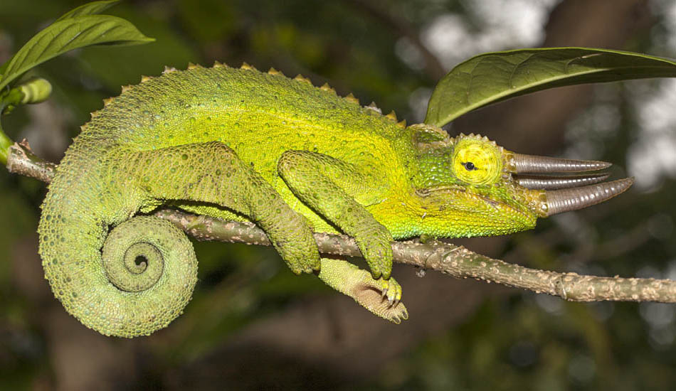 Reptiles and Amphibians of Rwanda