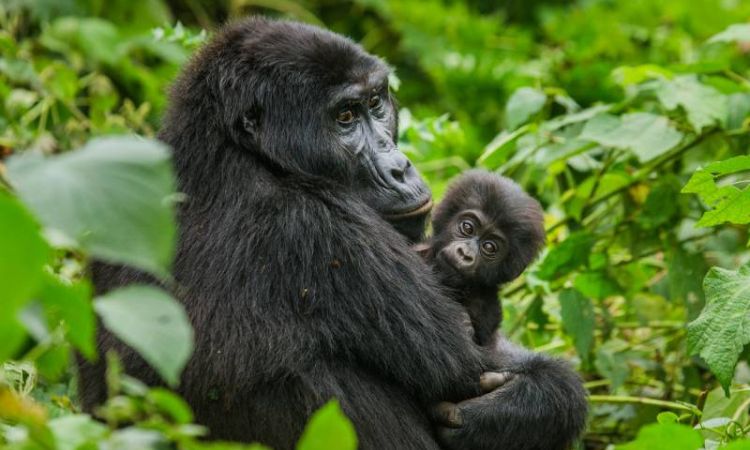 Ultimate 4 Days Rwanda Gorilla Tour