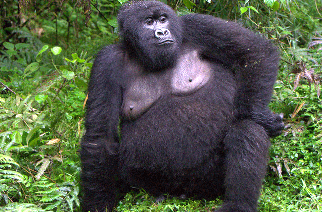 The Journey of a Pregnant Mountain Gorilla