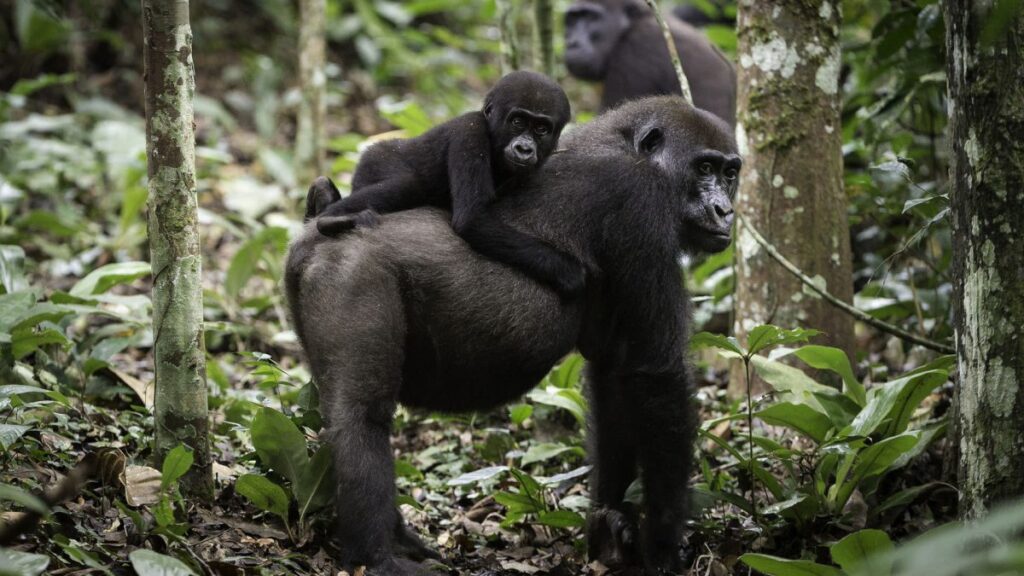 Western gorilla habitat