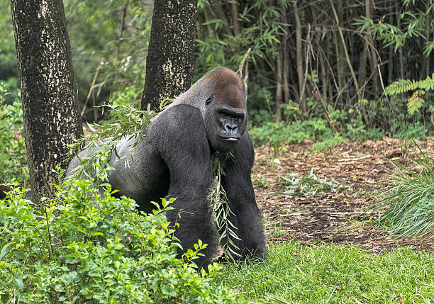 Western gorilla