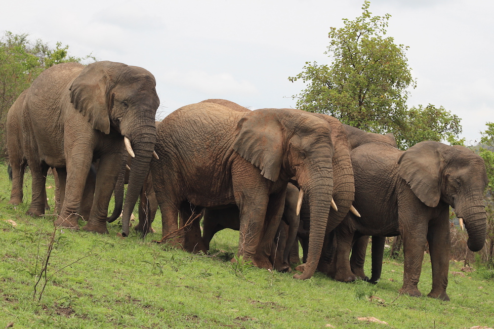 Akagera National Park Prices