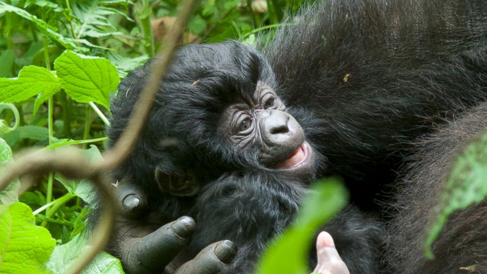 The trandion of naming baby gorillas in Africa