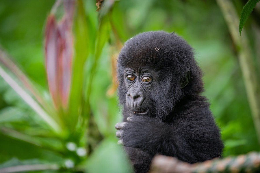 Baby Gorilla Names