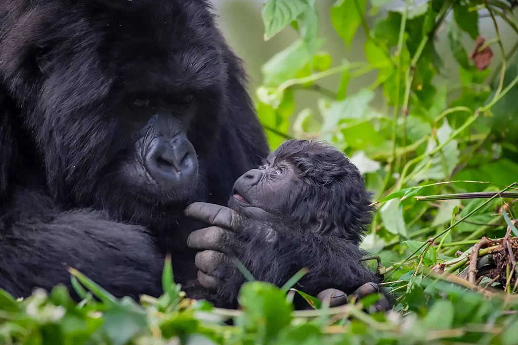 Baby Gorilla Names