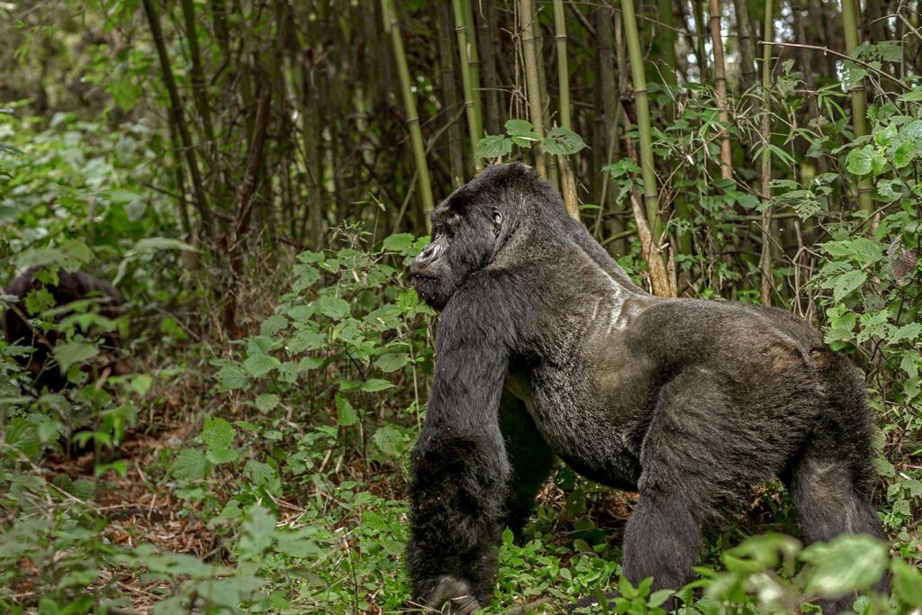 The Stages of Life for a Mountain Gorilla