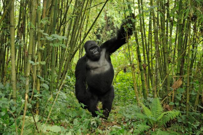 mountain gorilla height