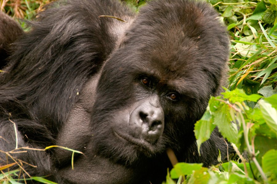 Mountain Gorilla Lifespan