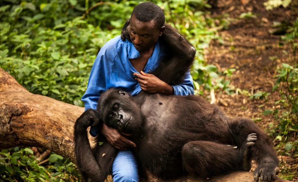 How have Local Communities Engaged in the Gorilla Conservation Efforts in Rwanda