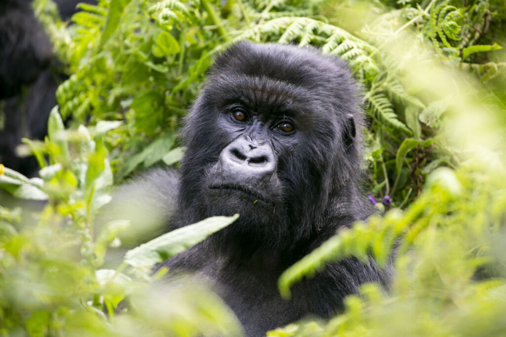 Features of an Old Mountain Gorilla