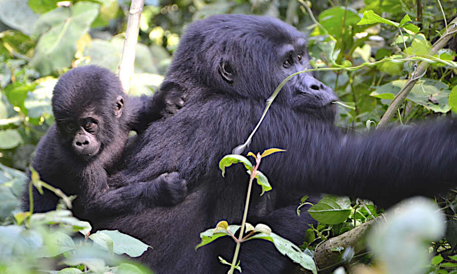 Mountain Gorillas Before Conservation Efforts